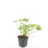 48x Geranium 'Tiny Monster' - ↕10-25cm - Ø9cm