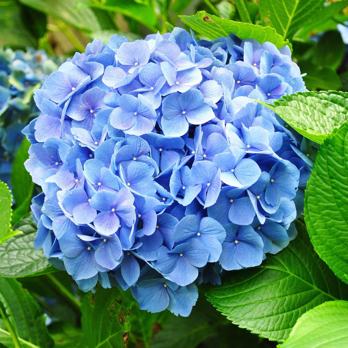 Hortensia / Hydrangea macrophylla Blauw - Bloem Blauw - 3 Planten - 1m2 - Bladverliezend - Weinig Onderhoud - Pot 17cm Hoogte 30cm