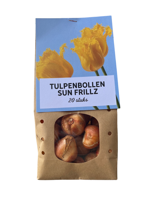 Tulpenbollen Sun Frillz – 20 Stuks | KH Bloembollen® | Gele Tulp met Kartelrand – Zonnig, Uniek & Speels – Voor Tuin of Pot – Maat 11/12 – Vers van de Teler