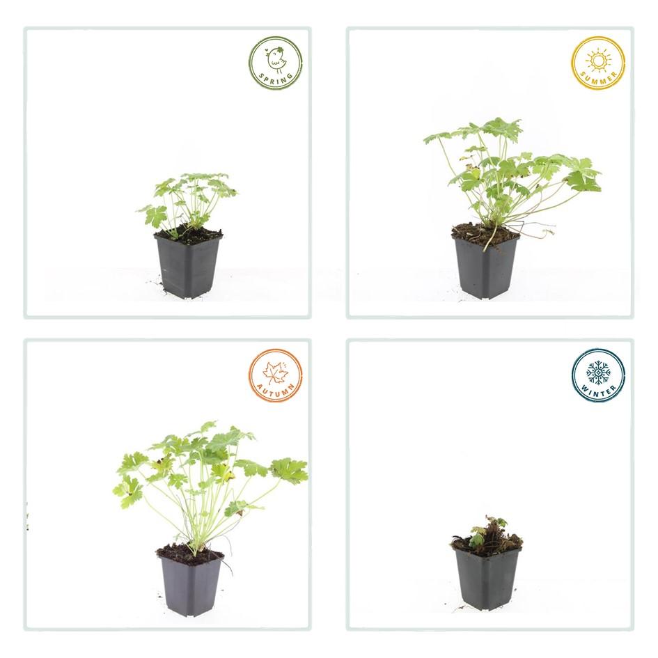 20x Geranium macr. 'Czakor' - ↕10-25cm - Ø9cm