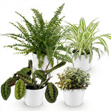 Chlorophytum - Maranta - Calissia - Nephrolepsis - Mix van 4 - Huisdiervriendelijke Planten - Groen - 4 Planten - met Potter Wit - Pot 12cm - Hoogte 25cm