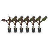 Green boutiQ - Plante fruitière - Plante de bananier - Ensete ventricosum Maurelli - Rustique - 6 plantes - Pot 12cm Hauteur 30cm