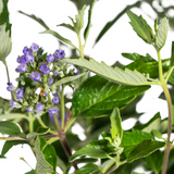 Caryopteris x Clandonensis Ø19cm - ↕40 - 50cm