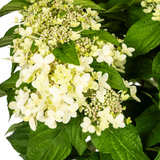 Hydrangea Paniculata Weiß Ø24cm - ↕70cm - Ø80cm