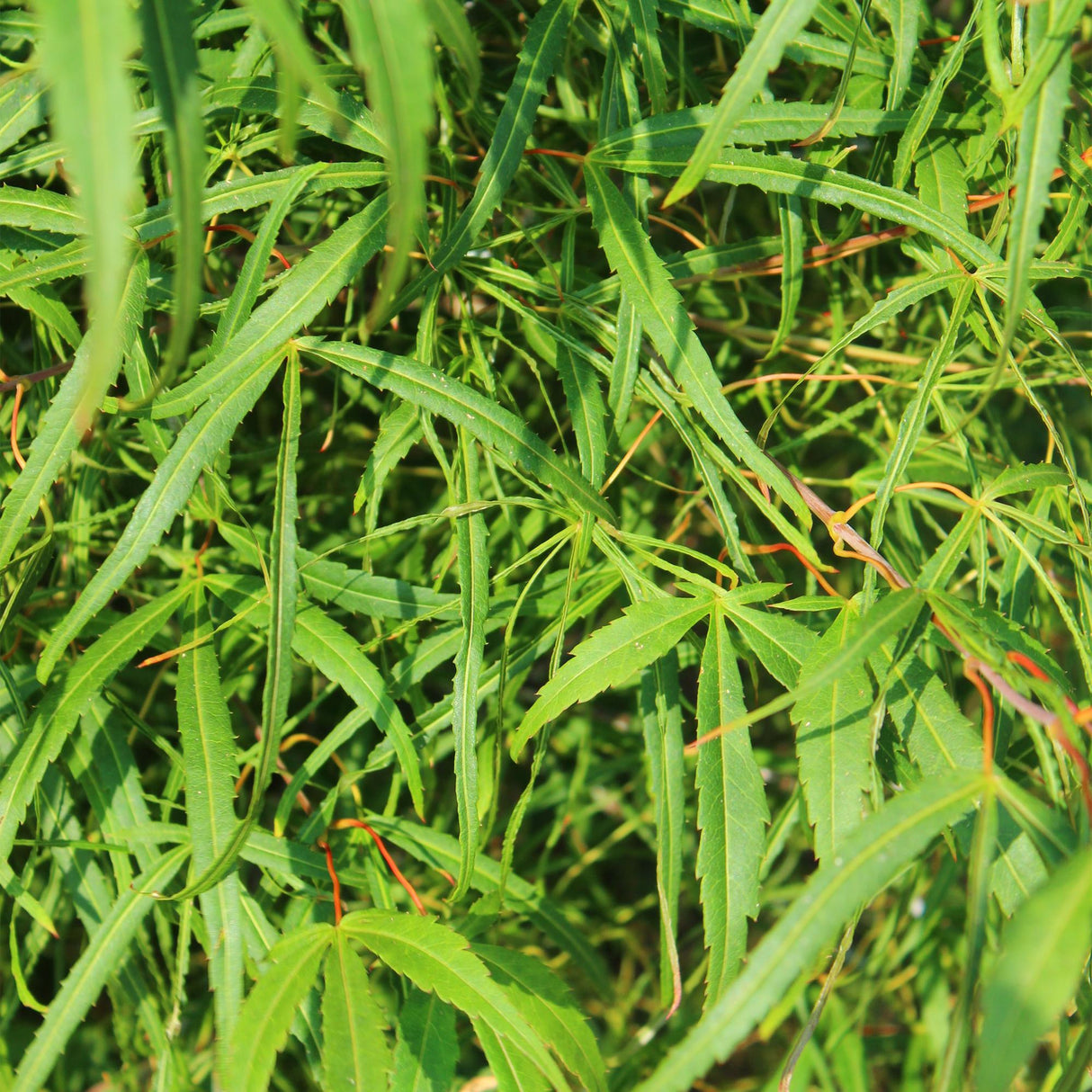 Green boutiQ - Terrasplant - Japanse Esdoorn - Acer palmatum Koto-no-ito - Groen - 2 Planten - Bladverliezend - Pot 19cm Hoogte 70cm