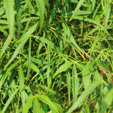 Green boutiQ - Terrasplant - Japanse Esdoorn - Acer palmatum Koto-no-ito - Groen - 2 Planten - Bladverliezend - Pot 19cm Hoogte 70cm