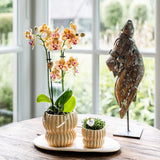 Kolibri Orchids | Gift Set Horizon Geel - Gele Phalaenopsis Orchidee Blossom Lima & Succulent