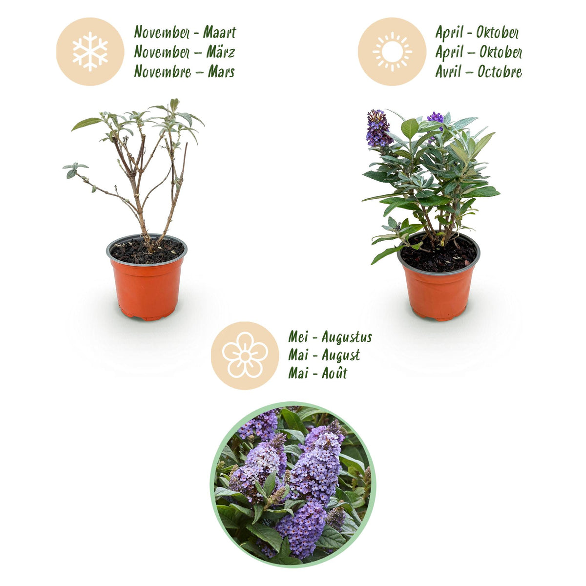 Green boutiQ - Tuinplant - Buddleja davidii Butterfly Candy Little Lila - Vlinderstruik - Compact - Lila - 1 Plant - Pot 12cm - Hoogte 20-25cm
