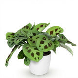 Maranta Fascinator Kerchoveana - Zebraplant - Huisdiervriendelijke Plant - Groen - 1 Plant - met Potter Wit - Pot 12cm - Hoogte 25cm