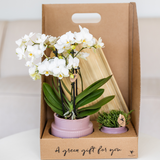 Kolibri Orchids | Gift Set Allure Paars - Roze-Paarse Phalaenopsis Orchidee Mineral Frederikstad & Succulent