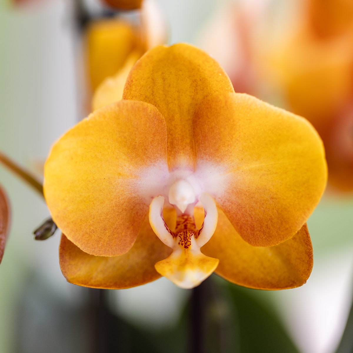 Kolibri Orchids | Oranje Mono Bouquet Jewel Las Vegas in Oyster Dish