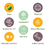 Borderpakket - Bodembedekkend - 24 Vaste planten - 3 m2 - Diversen kleuren - Weinig Onderhoud - Pot 11cm