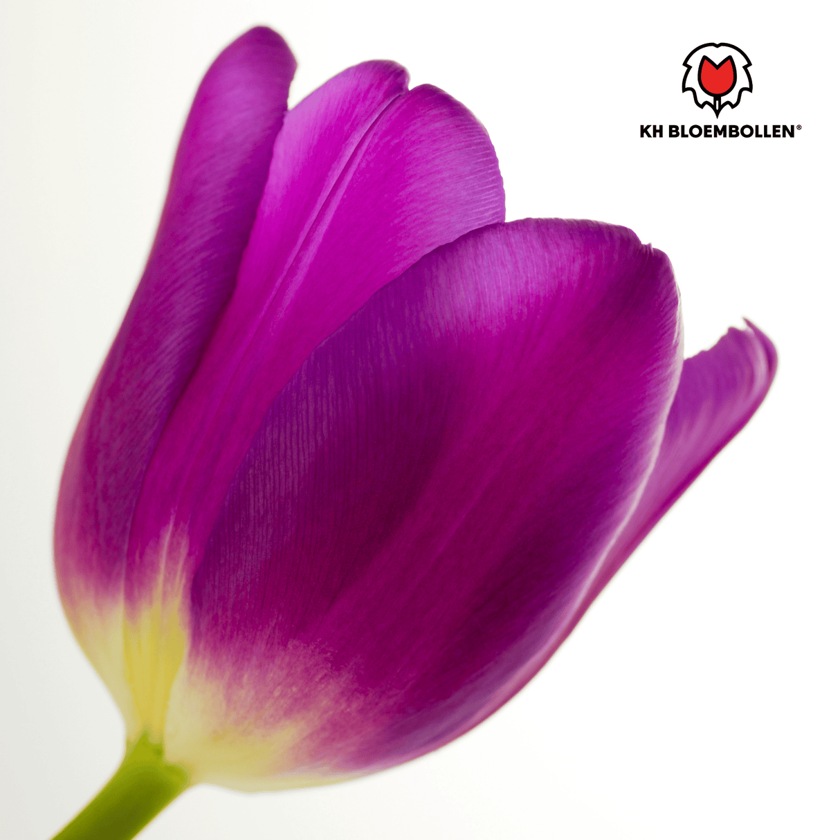 Tulpenzwiebeln Purple Prince – 20 Stück | KH Bloembollen® | Lila-Violette Tulpe – Kräftig & Königliche – Für Garten oder Topf – Größe 11/12 – Frisch vom Züchter