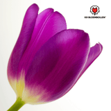 Tulpenzwiebeln Purple Prince – 20 Stück | KH Bloembollen® | Lila-Violette Tulpe – Kräftig & Königliche – Für Garten oder Topf – Größe 11/12 – Frisch vom Züchter