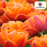 Bulbes de tulipes Icône – 20 pièces | KH Bloembollen® | Tulipe orange à fleurs doubles – Pleine, chaude et remarquable – Pour jardin ou pot – Taille 11/12 – Frais du producteur