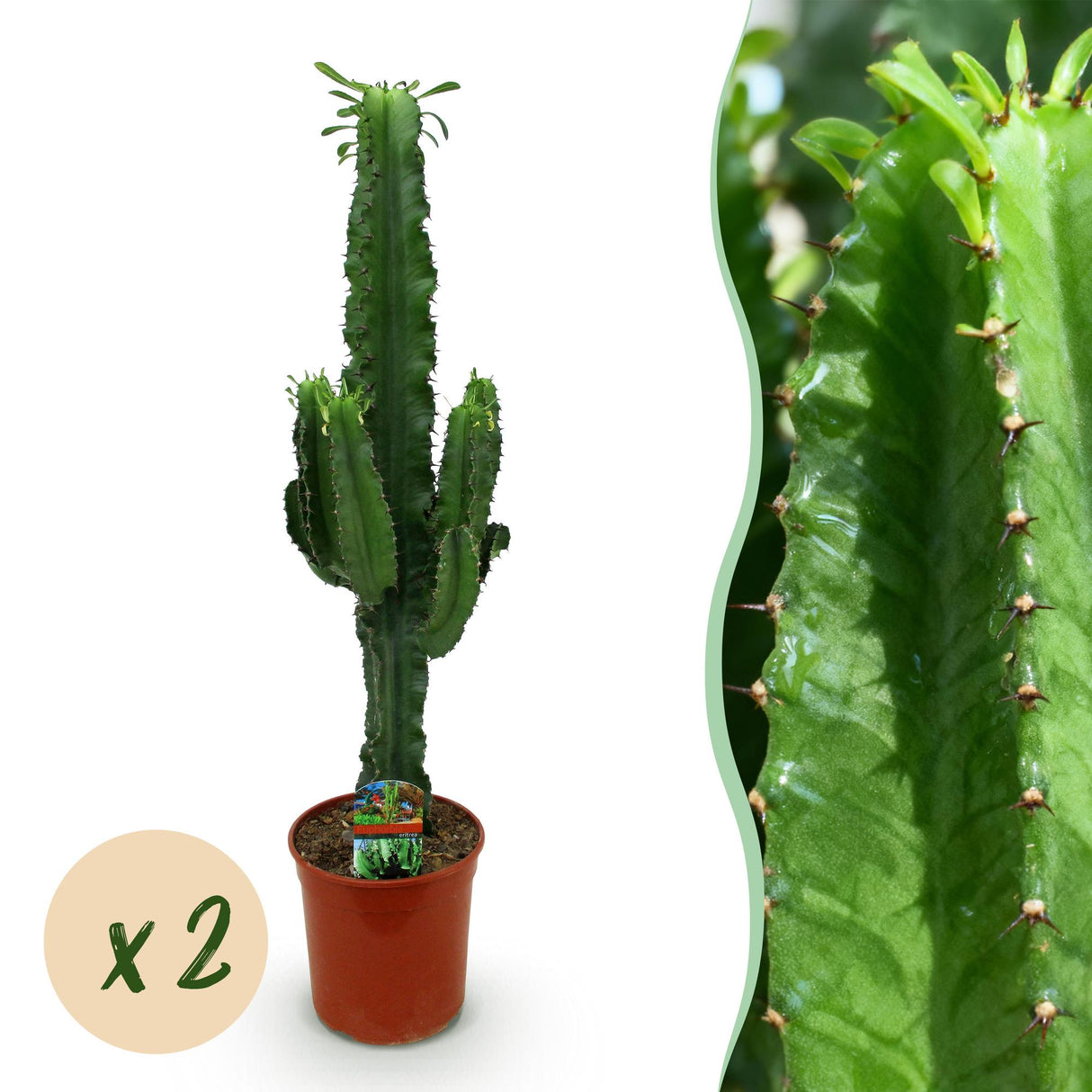 Green boutiQ - Kamerplant - Euphorbia eritrea - Afrikaanse melkboom - Weinig onderhoud - Groen - 2 - Pot 19cm - Hoogte 70cm