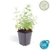 24x Nepeta 'Six Hills Giant' - ↕10-25cm - Ø9cm