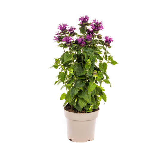 Monarda Didyma Purple Ø19cm - ↕45 - 60cm