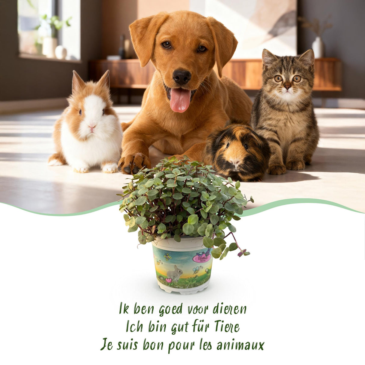 Calissia repens - Kattengras - Huisdiervriendelijk - Groen - 4 Planten - met Potter Grijs - Pot 12cm - Hoogte 17-20cm