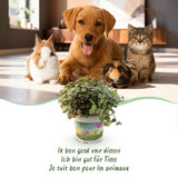 Calissia repens - Kattengras - Huisdiervriendelijk - Groen - 4 Planten - met Potter Grijs - Pot 12cm - Hoogte 17-20cm