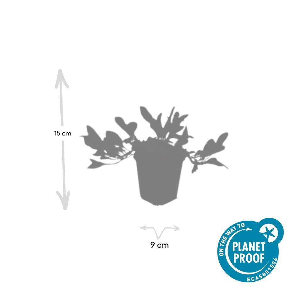 24x Persicaria aff. 'Darjeeling Red' - ↕10-25cm - Ø9cm