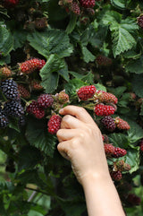 Rubus fruticosus 'Thornless Evergreen' - Dornenlose Brombeere - ↕45cm - Ø13cm