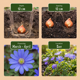 500x Bulb Garden Blue - Blauwe bollentuinmix - Diversen - Zomerbloeier - Bolmaat 10/12