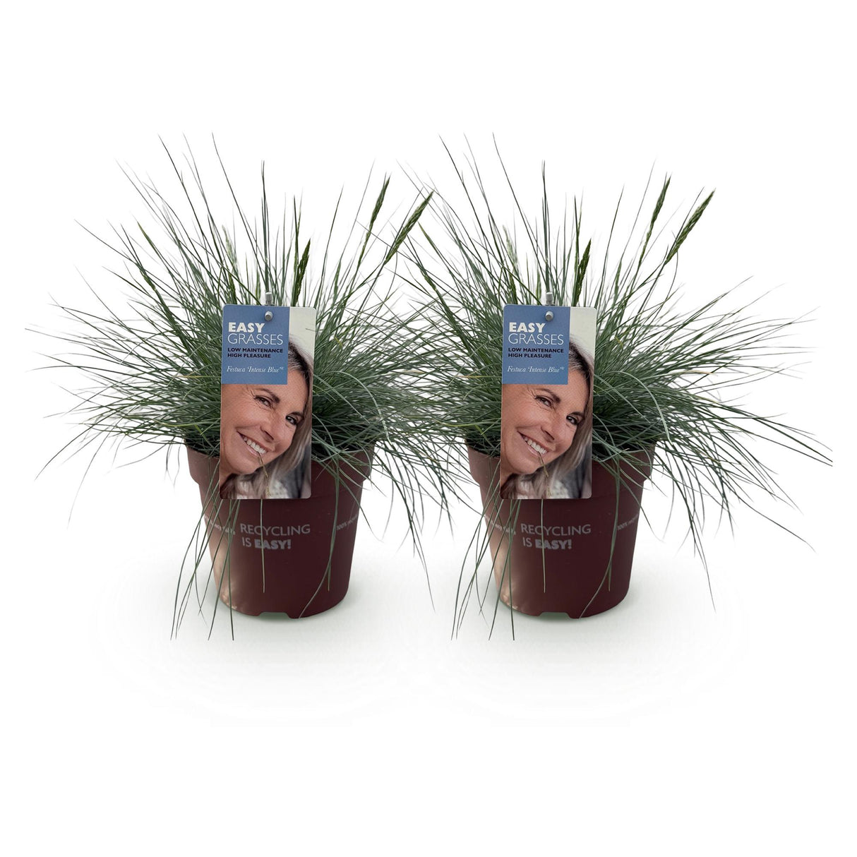 Green boutiQ - Siergrassen - Festuca glauca Intense Blue  - Blauw - 2 Planten - Bladhoudend - Weinig Onderhoud - Pot 17cm Hoogte 50cm