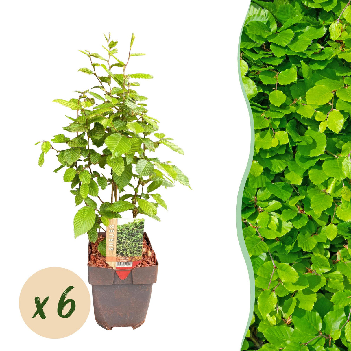 Green boutiQ - Haagplanten - Carpinus betulus -  blad groen - 6 planten - 1 strekkende meter - bladverliezend - pot 17cm hoogte 55cm