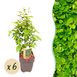Green boutiQ - Haagplanten - Carpinus betulus -  blad groen - 6 planten - 1 strekkende meter - bladverliezend - pot 17cm hoogte 55cm