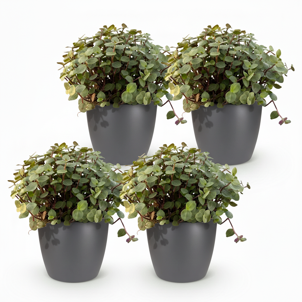 Calissia repens - Kattengras - Huisdiervriendelijk - Groen - 4 Planten - met Potter Grijs - Pot 12cm - Hoogte 17-20cm
