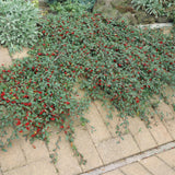 48x Cotoneaster dammeri - ↕10-25cm - Ø9cm