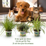 Cyperus - Calissia - Chlorophytum - Mix van 3 - Huisdiervriendelijke Planten - Groen - 3 Planten - met Mand - Pot 12cm - Hoogte 20cm