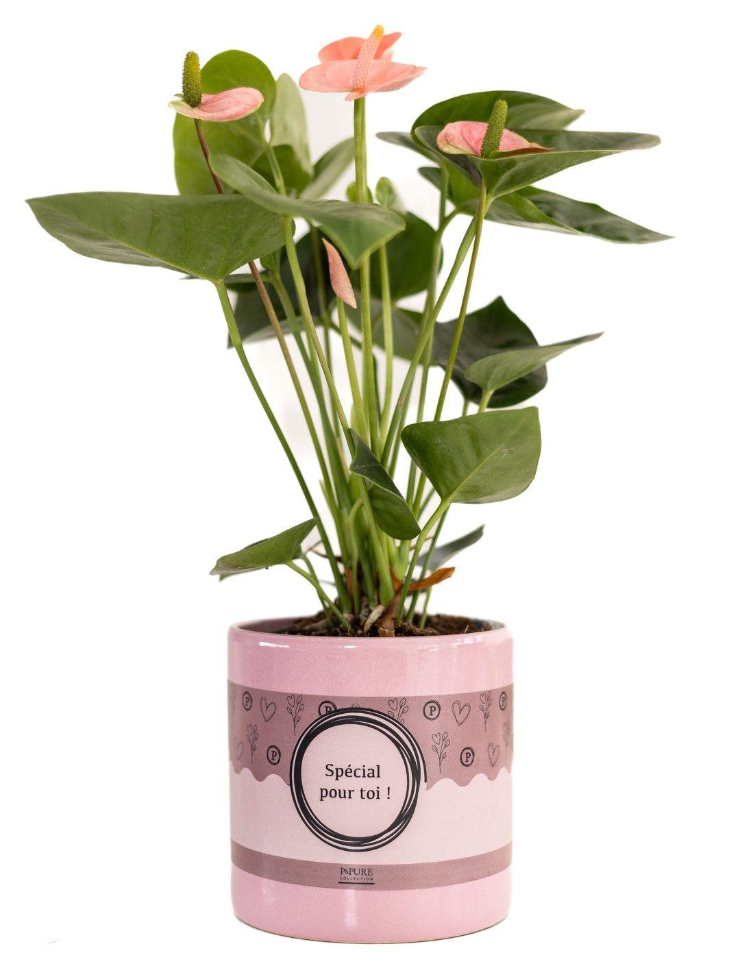 Anthurium Pink (Spirit) In P&PURE "SPECIAL POUR TOI" Verpakking - Ø12cm - ↕45cm