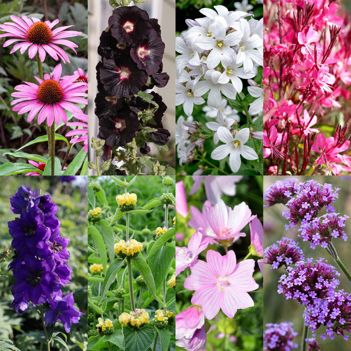 Borderpakket - Bijen en Vlinderlokkend - 24 Vaste planten - 3 m2 - Diversen kleuren - Weinig Onderhoud - Pot 11cm