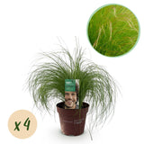 Siergrassen - Stipa tenuifolia Pony Tails - Groen - 4 Planten - Bladhoudend - Weinig Onderhoud - Pot 17cm Hoogte 50cm