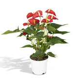 Flamingoplant / Anthurium – ↕55cm – ⌀17cm