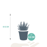 Vetplanten mix 5.5 cm - 10x - zonder pot