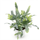 Phlebodium aureum Blue Star - Blauwe Varen - Huisdiervriendelijke Plant - Blauw - 1 Plant - met Potter Wit - Pot 12cm - Hoogte 25cm
