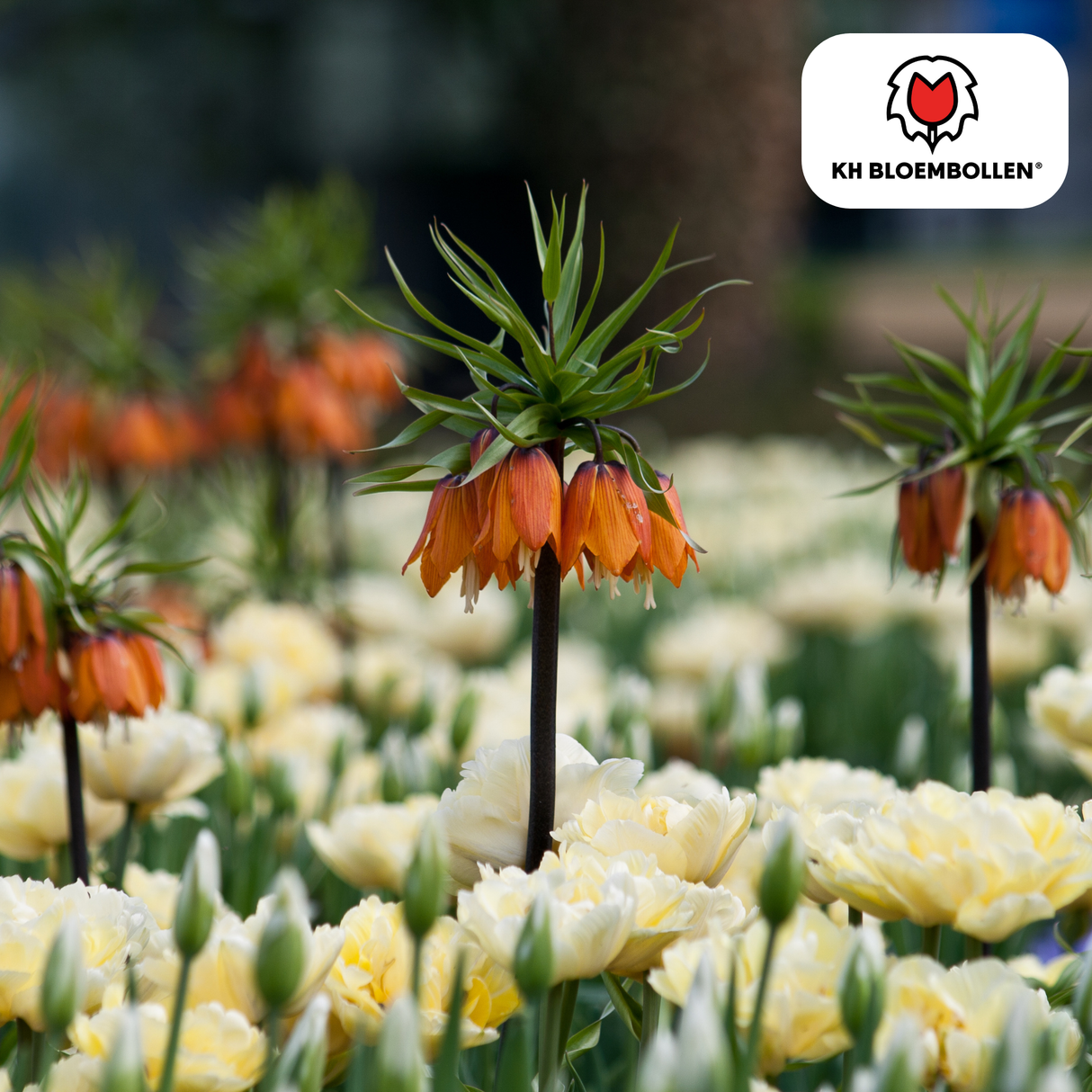 Fritillaria Keizerskroon Rubra rood/oranje 5 stuks
