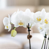 Orchideeën voordeel box - verrassingsbox met 4 verschillende orchideeën - ↕60cm - Ø12cm