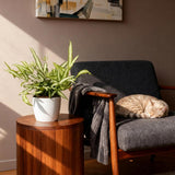 Pteris cretica Albolineata - Lintvaren - Huisdiervriendelijke Plant - Groen - 1 Plant - met Potter Wit - Pot 12cm - Hoogte 20cm
