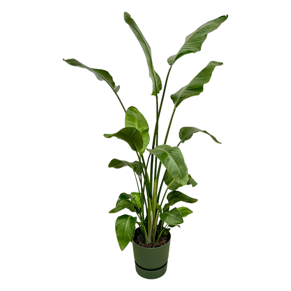 Strelitzia Nicolai + Pot Groen - ↕180cm - Ø30cm