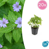 20x Geranium nodosum - ↕10-25cm - Ø9cm