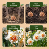 20x Narcissus Replete - Dubbele narcis Replete - Wit en Oranje - Voorjaarsbloeier - Bolmaat 10/12