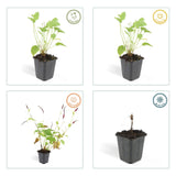 48x Persicaria amplexicaulis - ↕10-25cm - Ø9cm