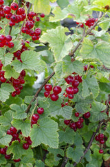 Ribes rubrum 'Jonkheer van Tets' - Groseille à maquereau - ↕45cm - Ø13cm