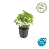 12x Geranium nodosum - ↕10-25cm - Ø9cm