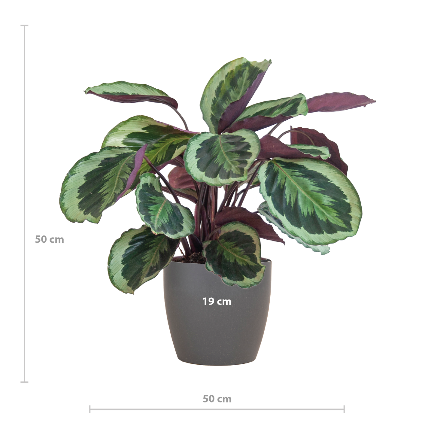 Calathea Medaillon met Viber grijs - 65cm - Ø19