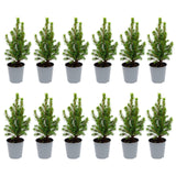 12x Mini-kerstboom - ↑15-20 cm - Ø 6 cm Picea Glauca Perfecta